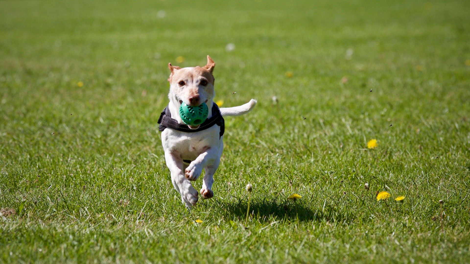 Dog running with ball