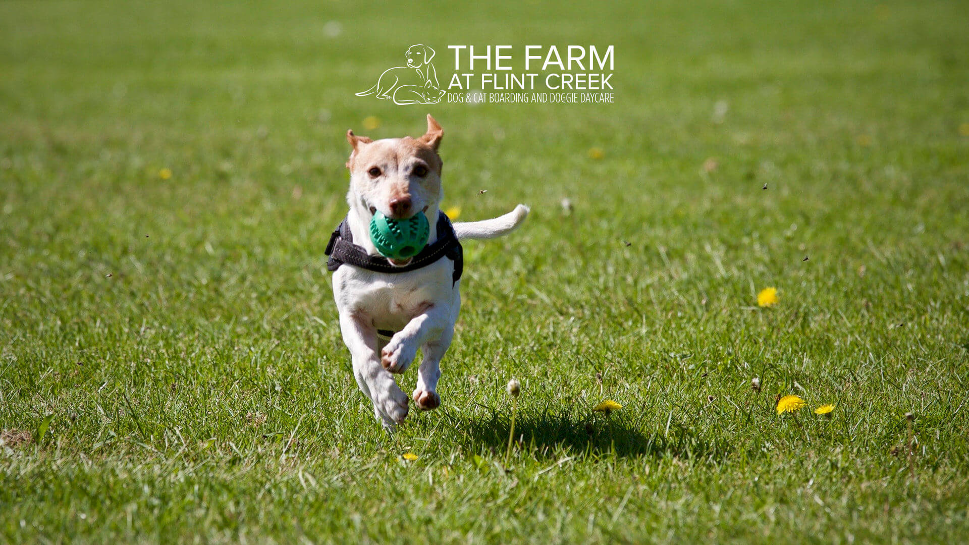 Dog returning with ball.